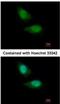 F-Box Protein 28 antibody, NBP2-16448, Novus Biologicals, Immunofluorescence image 