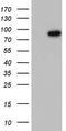 Beaded Filament Structural Protein 1 antibody, LS-C338980, Lifespan Biosciences, Western Blot image 