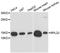 Ribosomal Protein L32 antibody, STJ113622, St John