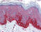 Frizzled Class Receptor 4 antibody, ARP41266_P050, Aviva Systems Biology, Immunohistochemistry frozen image 