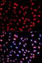 Extra Spindle Pole Bodies Like 1, Separase antibody, MBS2529339, MyBioSource, Immunofluorescence image 