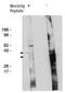 Delta 4-Desaturase, Sphingolipid 2 antibody, orb109407, Biorbyt, Western Blot image 