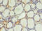 EF-Hand Calcium Binding Domain 14 antibody, CSB-PA04499A0Rb, Cusabio, Immunohistochemistry frozen image 