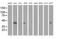 Mevalonate Kinase antibody, MA5-25553, Invitrogen Antibodies, Western Blot image 