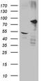 Serine/threonine-protein kinase DCLK1 antibody, CF806542, Origene, Western Blot image 