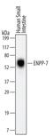 Ectonucleotide Pyrophosphatase/Phosphodiesterase 7 antibody, MAB4924, R&D Systems, Western Blot image 