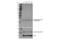 H2A Histone Family Member Z antibody, 78672S, Cell Signaling Technology, Western Blot image 