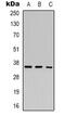 Hes Related Family BHLH Transcription Factor With YRPW Motif 2 antibody, abx133660, Abbexa, Western Blot image 
