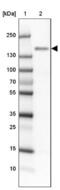 BMP-2-inducible protein kinase antibody, NBP1-88602, Novus Biologicals, Western Blot image 