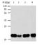 BH3-interacting domain death agonist antibody, TA323206, Origene, Western Blot image 