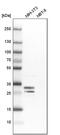 FKBP Prolyl Isomerase 7 antibody, PA5-52593, Invitrogen Antibodies, Western Blot image 