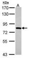Myotubularin-related protein 2 antibody, PA5-27748, Invitrogen Antibodies, Western Blot image 