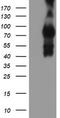 Iduronate 2-Sulfatase antibody, TA504276, Origene, Western Blot image 