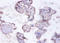 Heterogeneous nuclear ribonucleoprotein Q antibody, A51796-100, Epigentek, Immunohistochemistry paraffin image 