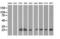GTP-binding protein Rit2 antibody, LS-C115669, Lifespan Biosciences, Western Blot image 