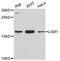 LSM1 Homolog, MRNA Degradation Associated antibody, A05573-1, Boster Biological Technology, Western Blot image 