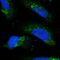 RNA Exonuclease 2 antibody, PA5-58395, Invitrogen Antibodies, Immunofluorescence image 