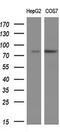 Protein Tyrosine Phosphatase Receptor Type E antibody, GTX83763, GeneTex, Western Blot image 