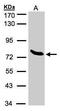 Zinc Finger Protein 45 antibody, GTX103451, GeneTex, Western Blot image 