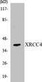 X-Ray Repair Cross Complementing 4 antibody, EKC1605, Boster Biological Technology, Western Blot image 