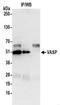 Vasodilator Stimulated Phosphoprotein antibody, NBP2-41363, Novus Biologicals, Immunoprecipitation image 