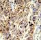 EGF-containing fibulin-like extracellular matrix protein 1 antibody, LS-C167641, Lifespan Biosciences, Immunohistochemistry frozen image 