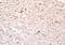 Neural Proliferation, Differentiation And Control 1 antibody, orb158020, Biorbyt, Immunohistochemistry paraffin image 
