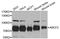 Ryanodine Receptor 2 antibody, orb389351, Biorbyt, Western Blot image 