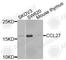 C-C Motif Chemokine Ligand 27 antibody, A9864, ABclonal Technology, Western Blot image 