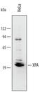 XPA, DNA Damage Recognition And Repair Factor antibody, AF3416, R&D Systems, Western Blot image 