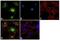 Glutamate Ionotropic Receptor AMPA Type Subunit 2 antibody, 32-0300, Invitrogen Antibodies, Immunofluorescence image 