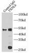 Nucleoredoxin Like 1 antibody, FNab09132, FineTest, Immunoprecipitation image 