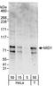 Midline 1 antibody, A302-227A, Bethyl Labs, Western Blot image 