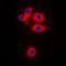 Mitochondrial Ribosomal Protein S22 antibody, orb318882, Biorbyt, Immunofluorescence image 