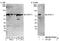 CPSF73 antibody, NB100-57528, Novus Biologicals, Western Blot image 