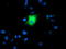 Galectin 3 Binding Protein antibody, TA503500, Origene, Immunofluorescence image 