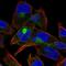 Cadherin-15 antibody, NBP2-57991, Novus Biologicals, Immunofluorescence image 