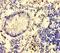 Glucuronic Acid Epimerase antibody, orb238353, Biorbyt, Immunohistochemistry paraffin image 
