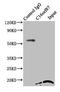 Chromosome 16 Open Reading Frame 87 antibody, LS-C399299, Lifespan Biosciences, Immunoprecipitation image 