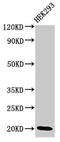 Homeobox protein DLX-6 antibody, LS-C674328, Lifespan Biosciences, Western Blot image 