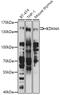 Lysine-specific demethylase 4A antibody, GTX33282, GeneTex, Western Blot image 