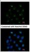 Secretion Associated Ras Related GTPase 1A antibody, NBP2-20261, Novus Biologicals, Immunocytochemistry image 