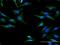 TRNA Isopentenyltransferase 1 antibody, H00054802-B01P, Novus Biologicals, Immunocytochemistry image 