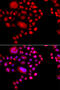 DNA-directed RNA polymerases I and III subunit RPAC2 antibody, 23-356, ProSci, Immunofluorescence image 