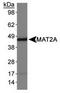 Methionine Adenosyltransferase 2A antibody, TA301493, Origene, Western Blot image 