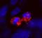 Centromere protein F antibody, IHC-00315, Bethyl Labs, Immunofluorescence image 