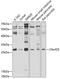 Megakaryocyte And Platelet Inhibitory Receptor G6b antibody, 13-467, ProSci, Western Blot image 