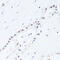 Biogenesis Of Ribosomes BRX1 antibody, 15-566, ProSci, Immunohistochemistry frozen image 