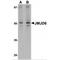 Jumonji Domain Containing 6, Arginine Demethylase And Lysine Hydroxylase antibody, MBS150259, MyBioSource, Western Blot image 