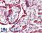 Calnexin antibody, LS-B6014, Lifespan Biosciences, Immunohistochemistry paraffin image 